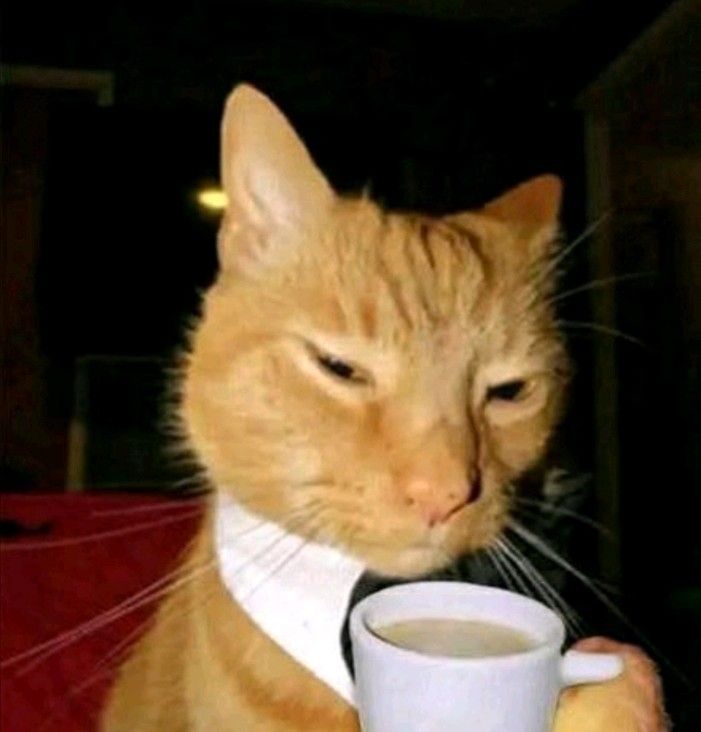 Cat Surpreso